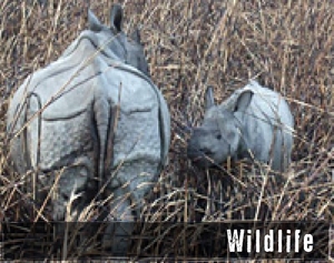 Wildlife